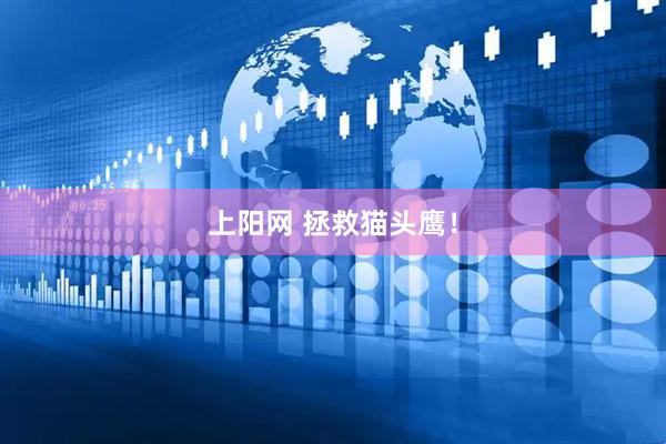 上阳网 拯救猫头鹰！